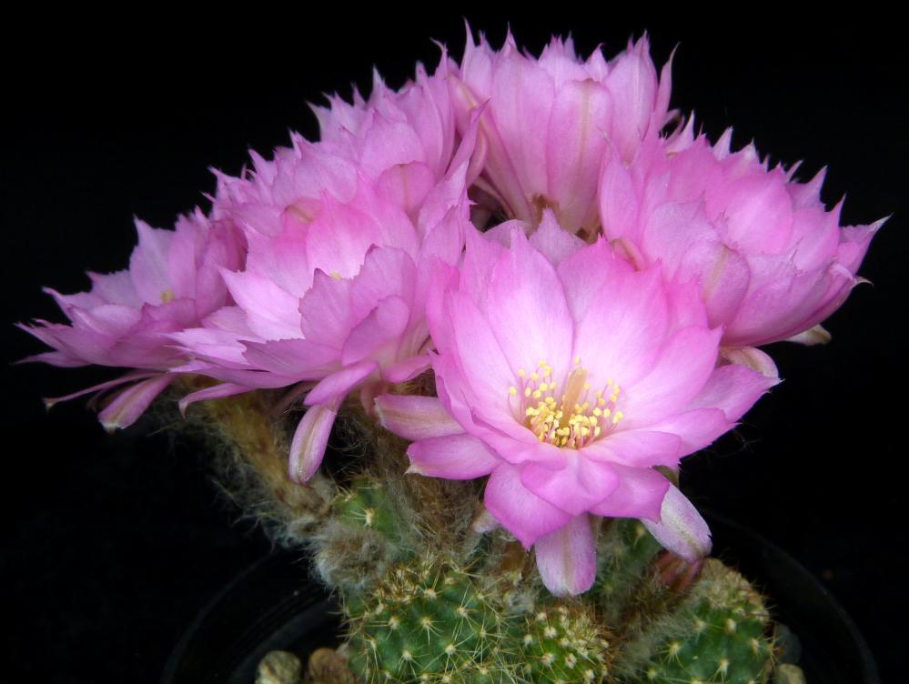 Chamaecereus